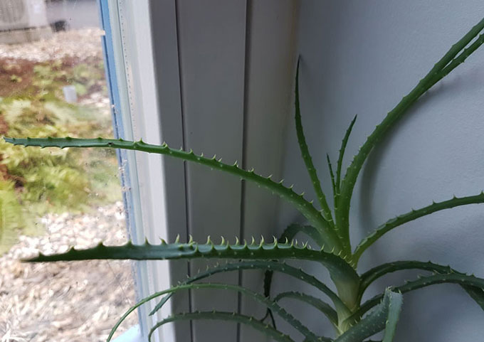 Aloe Vera