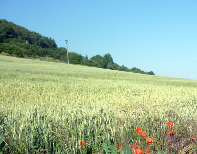 mladá pšenice