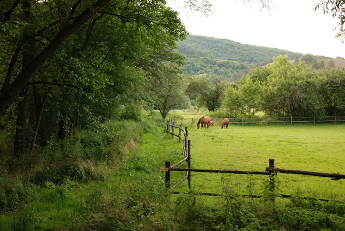 zelená louka